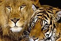 Hidden Spots - Wild Animals