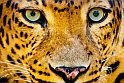 Puzzle játék, amiben egy leopárd lesz a főszereplő. Online játék több nehézségi fokozaton.