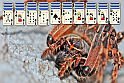 Igen, a világ leghíresebb kacsája a puzzle játék főhőse! És ha kirakós az online játékok legújabb darabja, akkor bizony nem fogsz unatkozni!